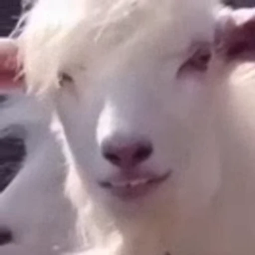😁 Стикер «FunnyAnimal» для Telegram