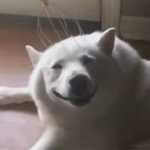 😁 Стикер «FunnyAnimal» для Telegram