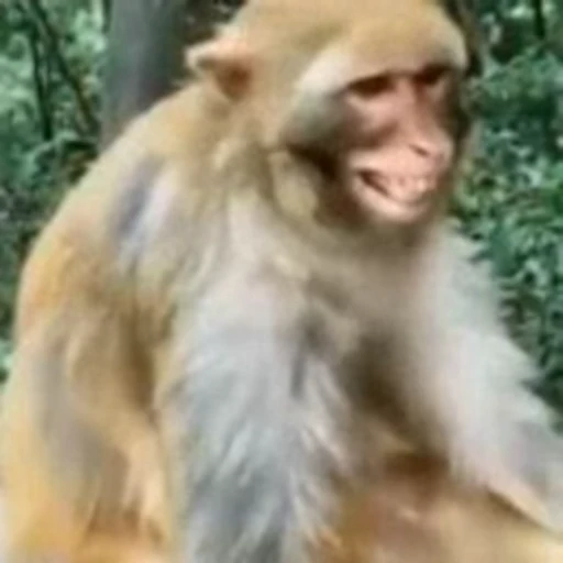 Стикерпак FunnyAnimal для Telegram — скачать
