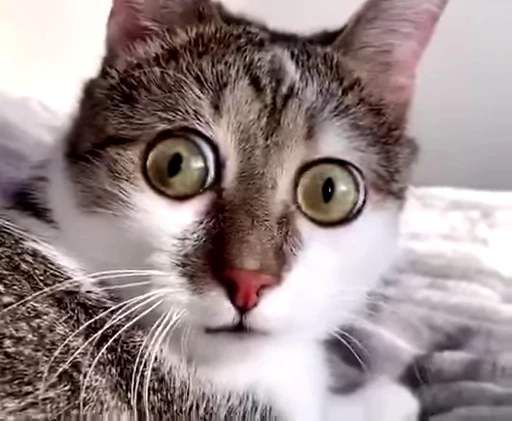 😳 Стикер «FunnyAnimal» для Telegram