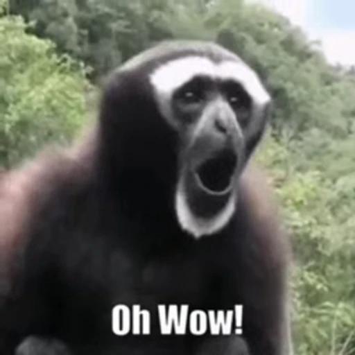 😯 Стикер «FunnyAnimal» для Telegram