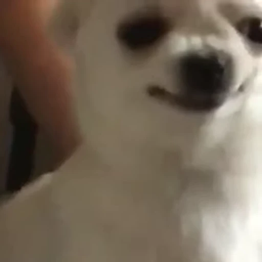 😁 Стикер «FunnyAnimal» для Telegram
