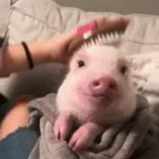 😁 Стикер «FunnyAnimal» для Telegram