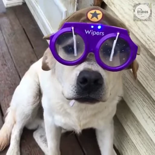 🤓 Стикер «FunnyAnimal» для Telegram