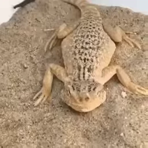 😁 Стикер «FunnyAnimal2» для Telegram