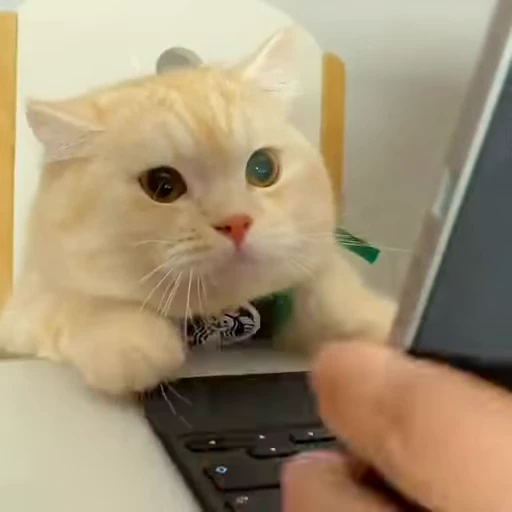 😁 Стикер «FunnyAnimal2» для Telegram