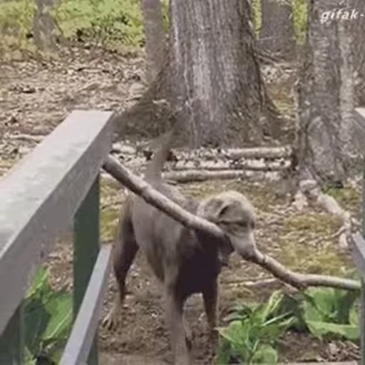 😁 Стикер «FunnyAnimal2» для Telegram
