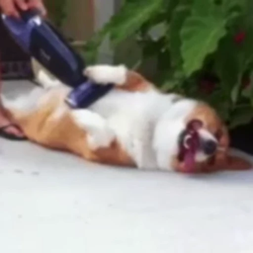 😁 Стикер «FunnyAnimal2» для Telegram