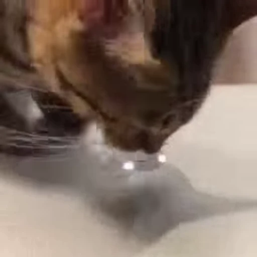 😁 Стикер «FunnyAnimal2» для Telegram
