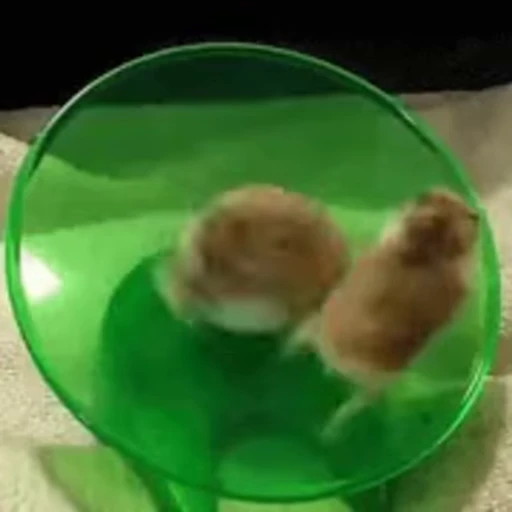 😁 Стикер «FunnyAnimal2» для Telegram