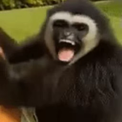 😁 Стикер «FunnyAnimal2» для Telegram