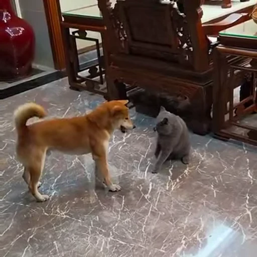 😁 Стикер «FunnyAnimal2» для Telegram