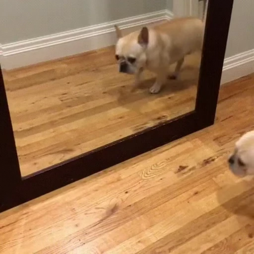 😁 Стикер «FunnyAnimal2» для Telegram