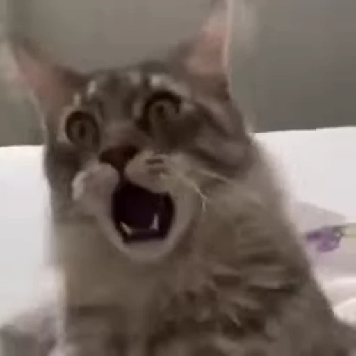 😁 Стикер «FunnyAnimal2» для Telegram