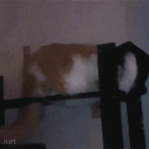 😁 Стикер «FunnyAnimal2» для Telegram