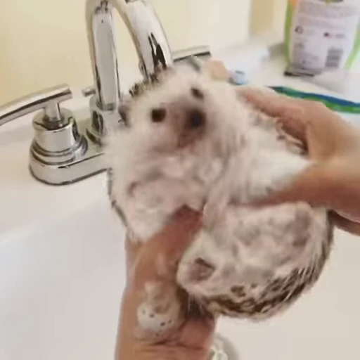 😁 Стикер «FunnyAnimal2» для Telegram