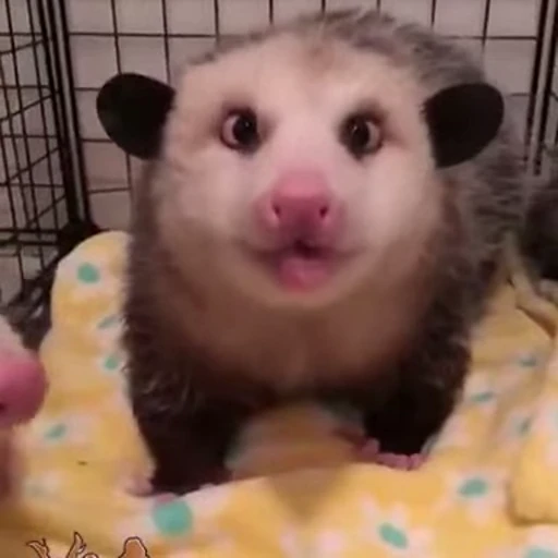 😁 Стикер «FunnyAnimal2» для Telegram