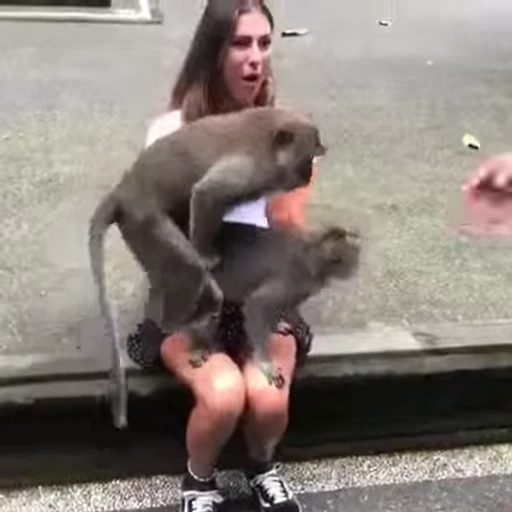 😁 Стикер «FunnyAnimal2» для Telegram
