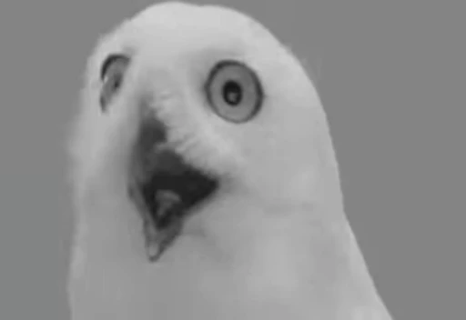 😮 Стикер «FunnyAnimal2» для Telegram