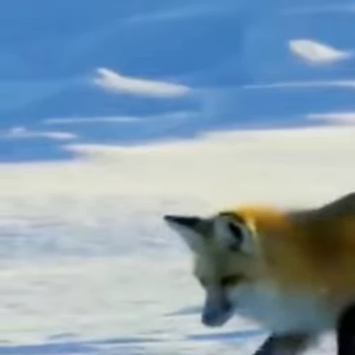 😁 Стикер «FunnyAnimal2» для Telegram