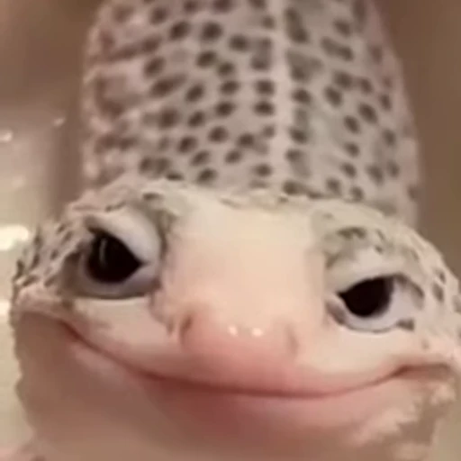 😁 Стикер «FunnyAnimal2» для Telegram