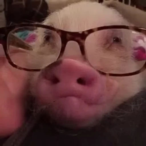 😁 Стикер «FunnyAnimal2» для Telegram