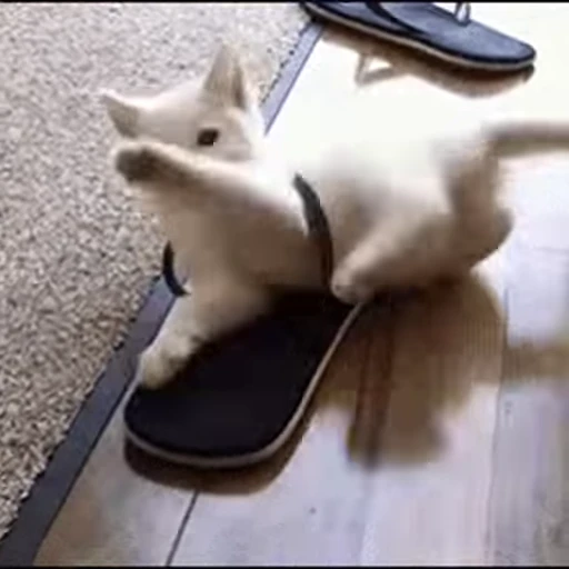 😁 Стикер «FunnyAnimal2» для Telegram