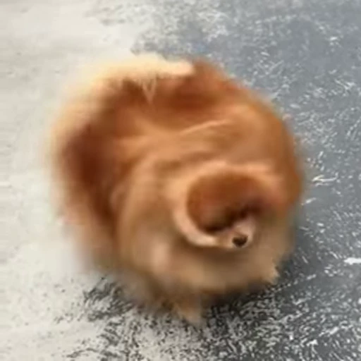 Стикерпак FunnyAnimal2 для Telegram