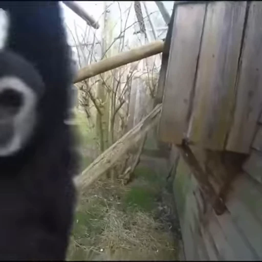 😁 Стикер «FunnyAnimal2» для Telegram