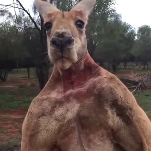 😁 Стикер «FunnyAnimal2» для Telegram