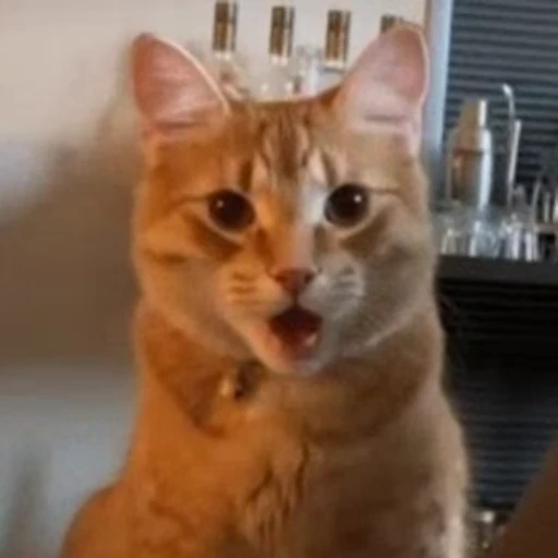 😁 Стикер «FunnyAnimal2» для Telegram