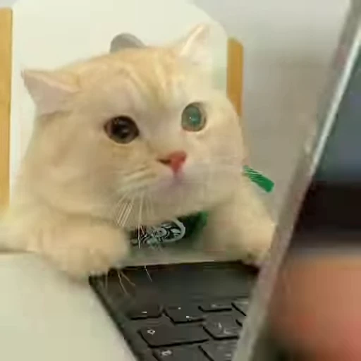 😁 Стикер «FunnyAnimal2» для Telegram