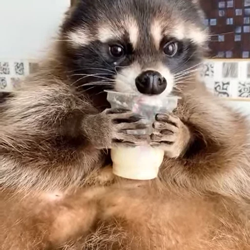 😁 Стикер «FunnyAnimal2» для Telegram
