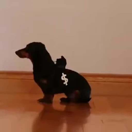 😁 Стикер «FunnyAnimal2» для Telegram