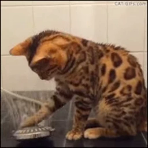 😁 Стикер «FunnyAnimal2» для Telegram