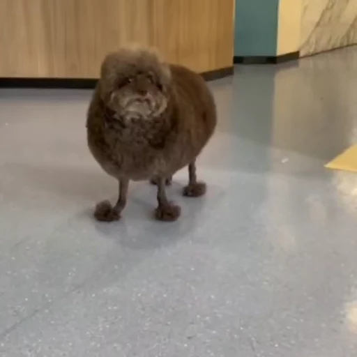 😁 Стикер «FunnyAnimal2» для Telegram