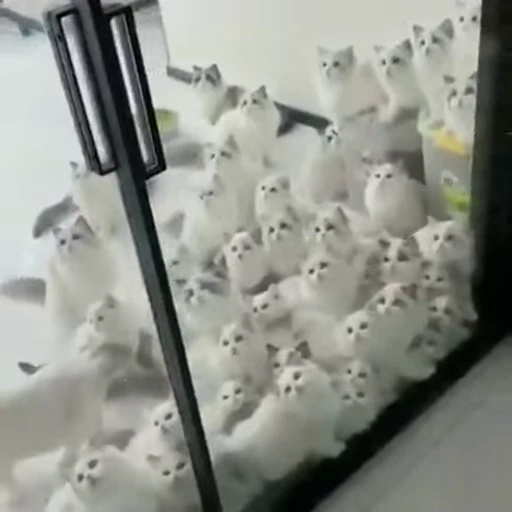 😁 Стикер «FunnyAnimal2» для Telegram