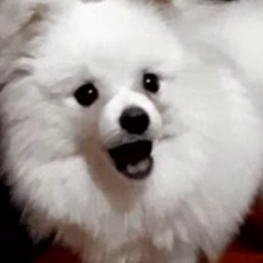 😁 Стикер «FunnyAnimal2» для Telegram