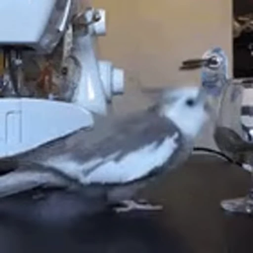 😁 Стикер «FunnyAnimal2» для Telegram