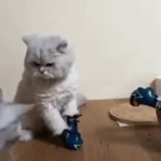 😁 Стикер «FunnyAnimal2» для Telegram