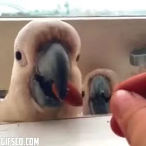 😁 Стикер «FunnyAnimal2» для Telegram