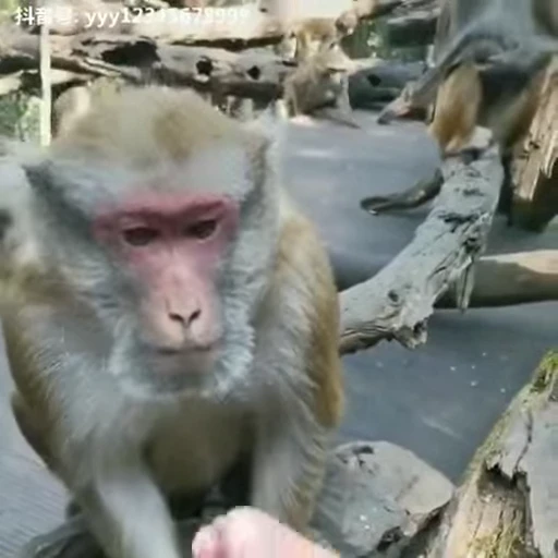 😁 Стикер «FunnyAnimal2» для Telegram