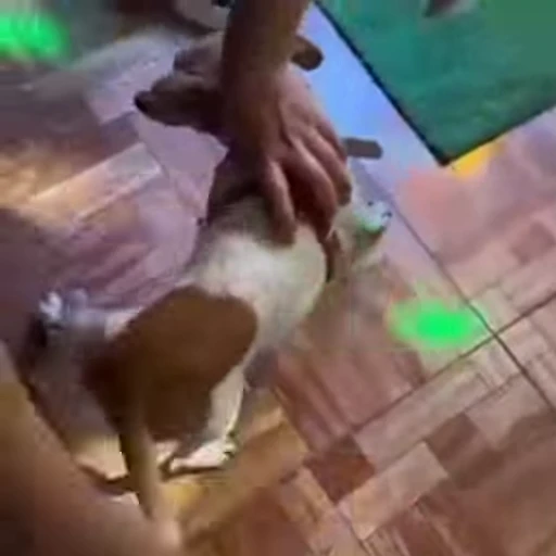 😁 Стикер «FunnyAnimal2» для Telegram