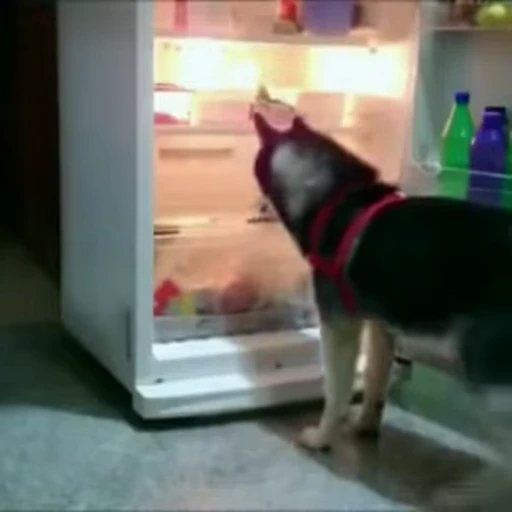 😁 Стикер «FunnyAnimal2» для Telegram
