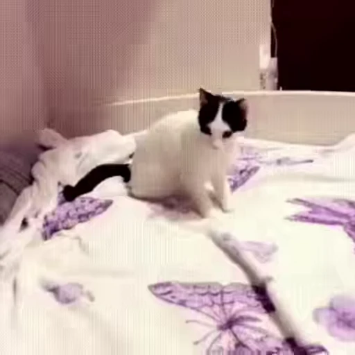 😁 Стикер «FunnyAnimal2» для Telegram