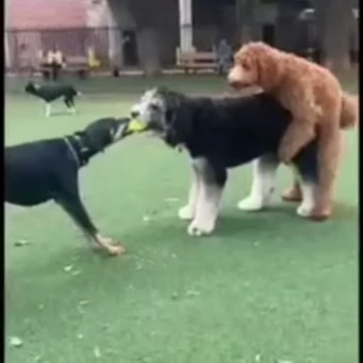 😁 Стикер «FunnyAnimal2» для Telegram