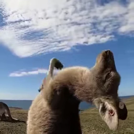 😁 Стикер «FunnyAnimal2» для Telegram