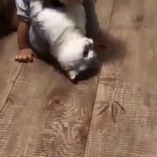 😁 Стикер «FunnyAnimal2» для Telegram