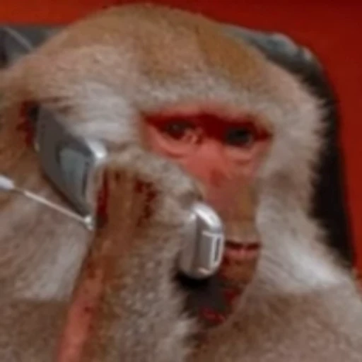 🤔 Стикер «Funny animals [gif]» для Telegram