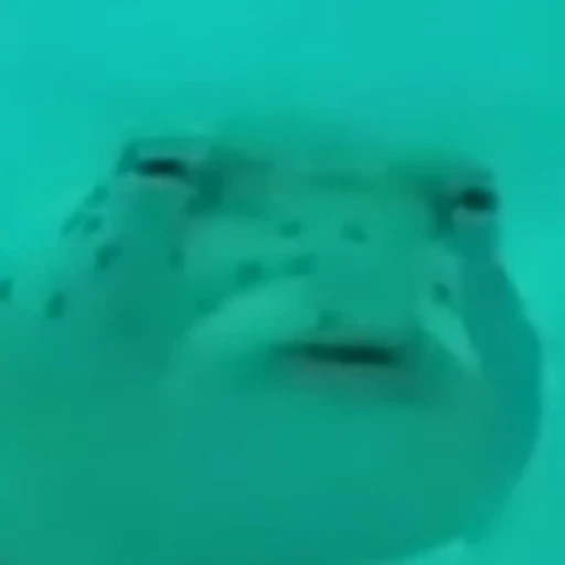 🧐 Стикер «Funny animals [gif]» для Telegram